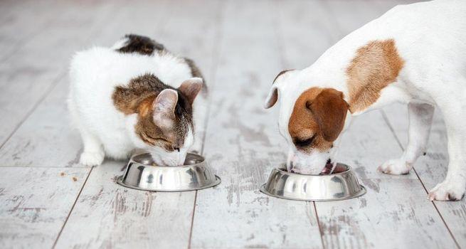 Pets at Home Group (LSE:PETS) Releases FY25 Results, Highlights Strategic Progress and Digital Transformation