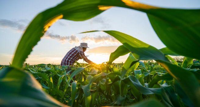 What Does Eden Research’s Rally Signal for the Future of AgriTech Stocks?