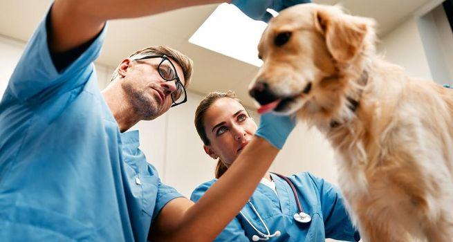 How Is CVS Positioned in the Expanding Veterinary Market?